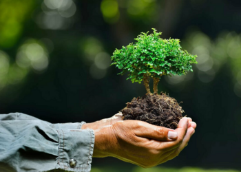 Eco-Friendly Floral Practices: How to Sustainably Source and Display Flowers