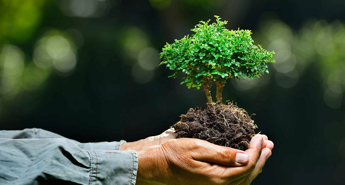 Eco-Friendly Floral Practices: How to Sustainably Source and Display Flowers